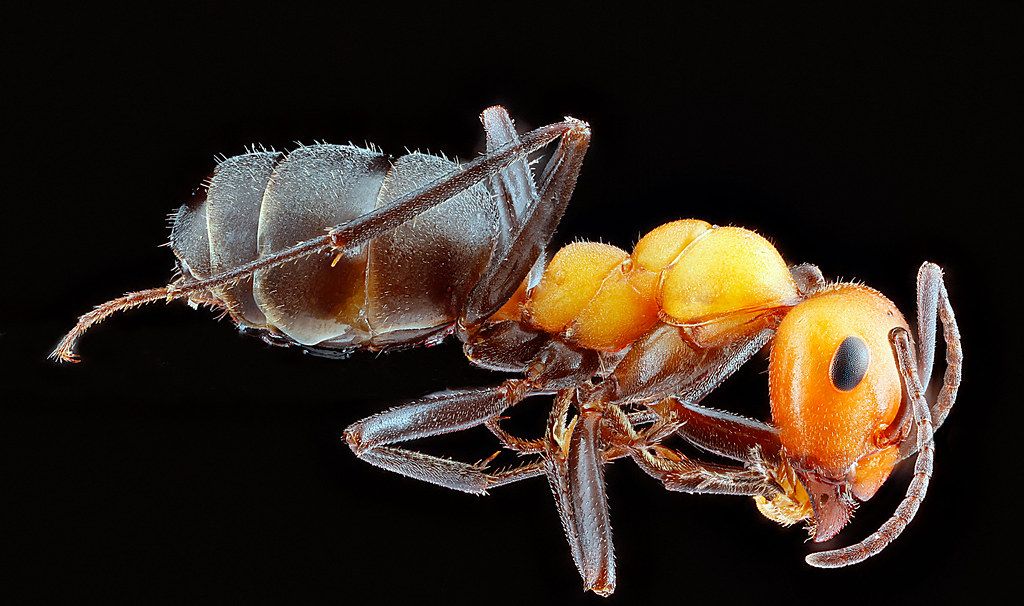 Ant Control service in Port Saint Lucie, FL