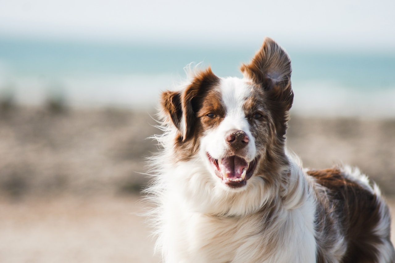 Flea & Tick Control service in Port Saint Lucie, FL