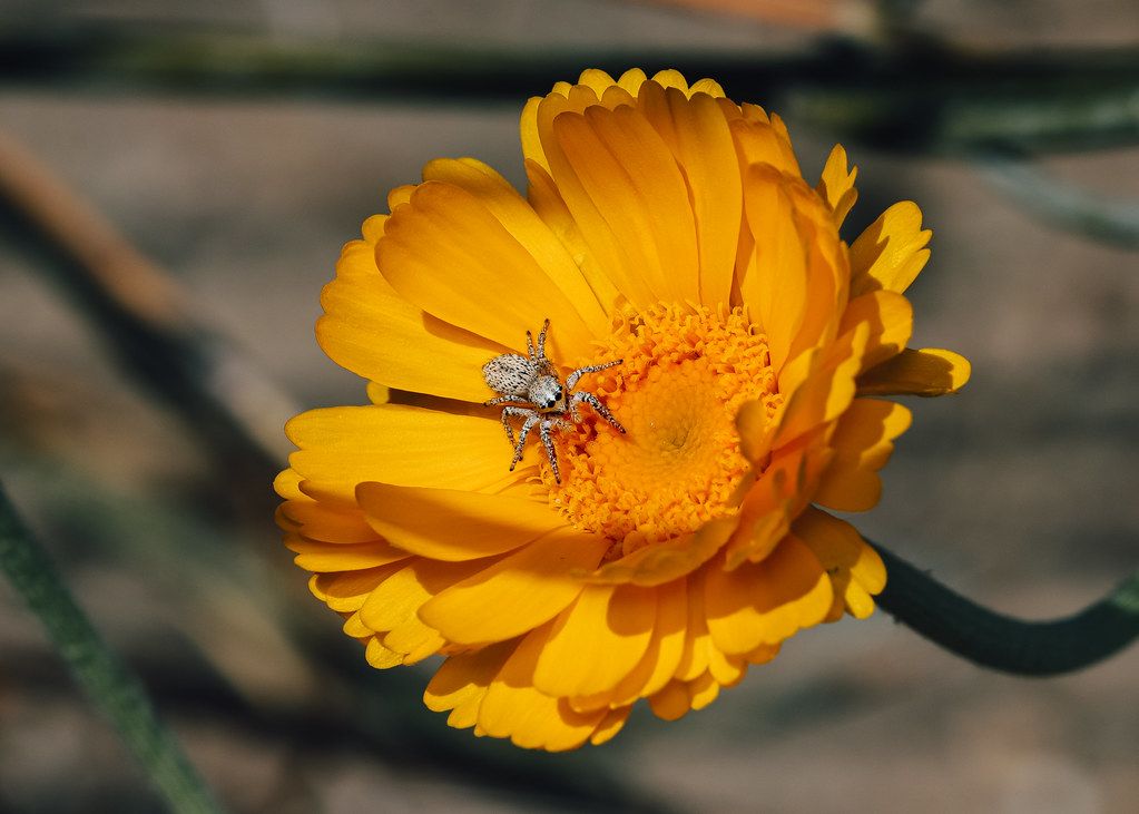 Spider Control service in Port Saint Lucie, FL
